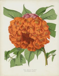 La Planta Ariza, Brownaea Ariza de English School